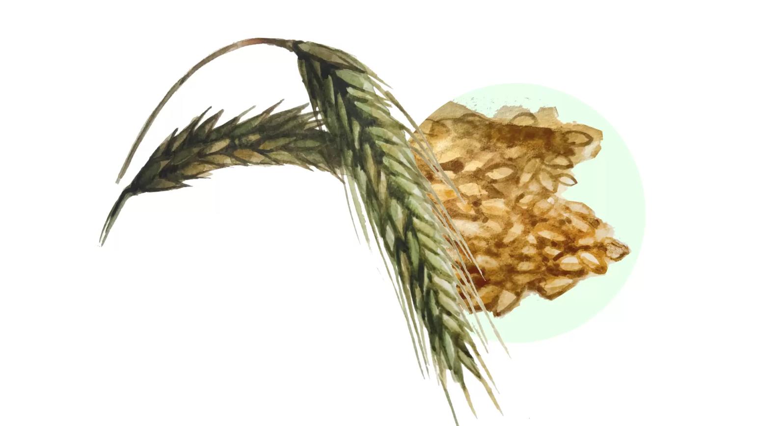 Зерно тритикале – корм