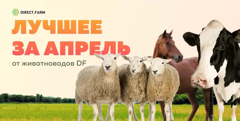 ТОП-10 статей от животноводов DF за апрель