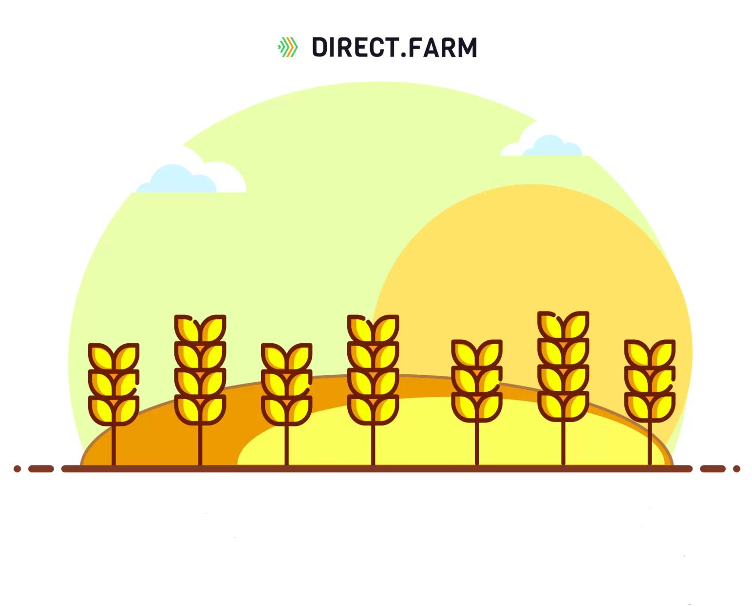 Широкорядный посев озимой пшеницы