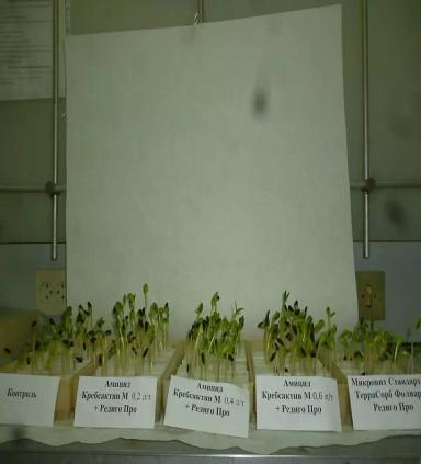 Лабораторные испытания препарата «Амицид Кребсактив М» при протравке семян