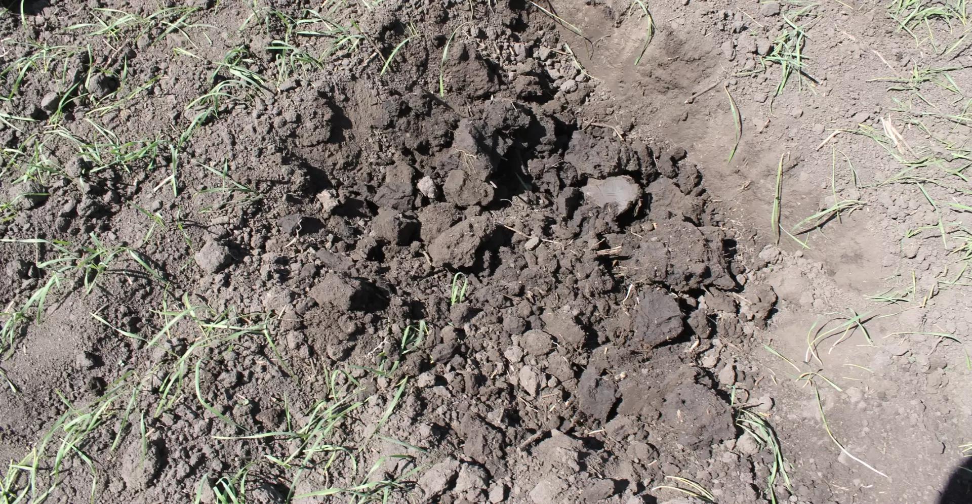 Ферментативная активность – один из показателей здоровья почв. Антибиотики