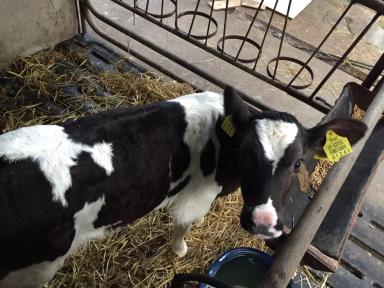 Оздоровление хозяйств, снижение заболеваемости молодняка, повышение привесов.