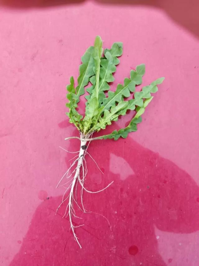 Вопросы из чатов: что это за сорняк?