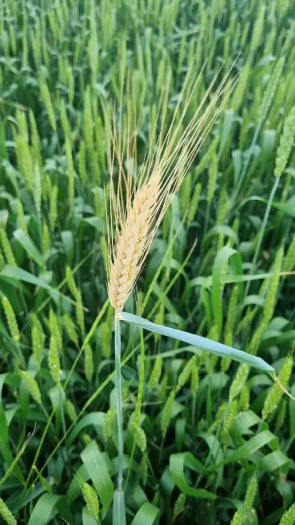 Побеление колоса🌾🤔