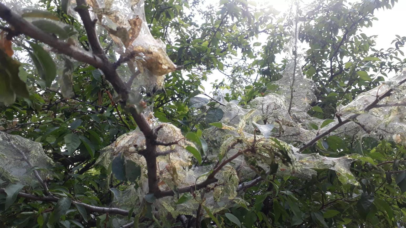 Американская белая бабочка