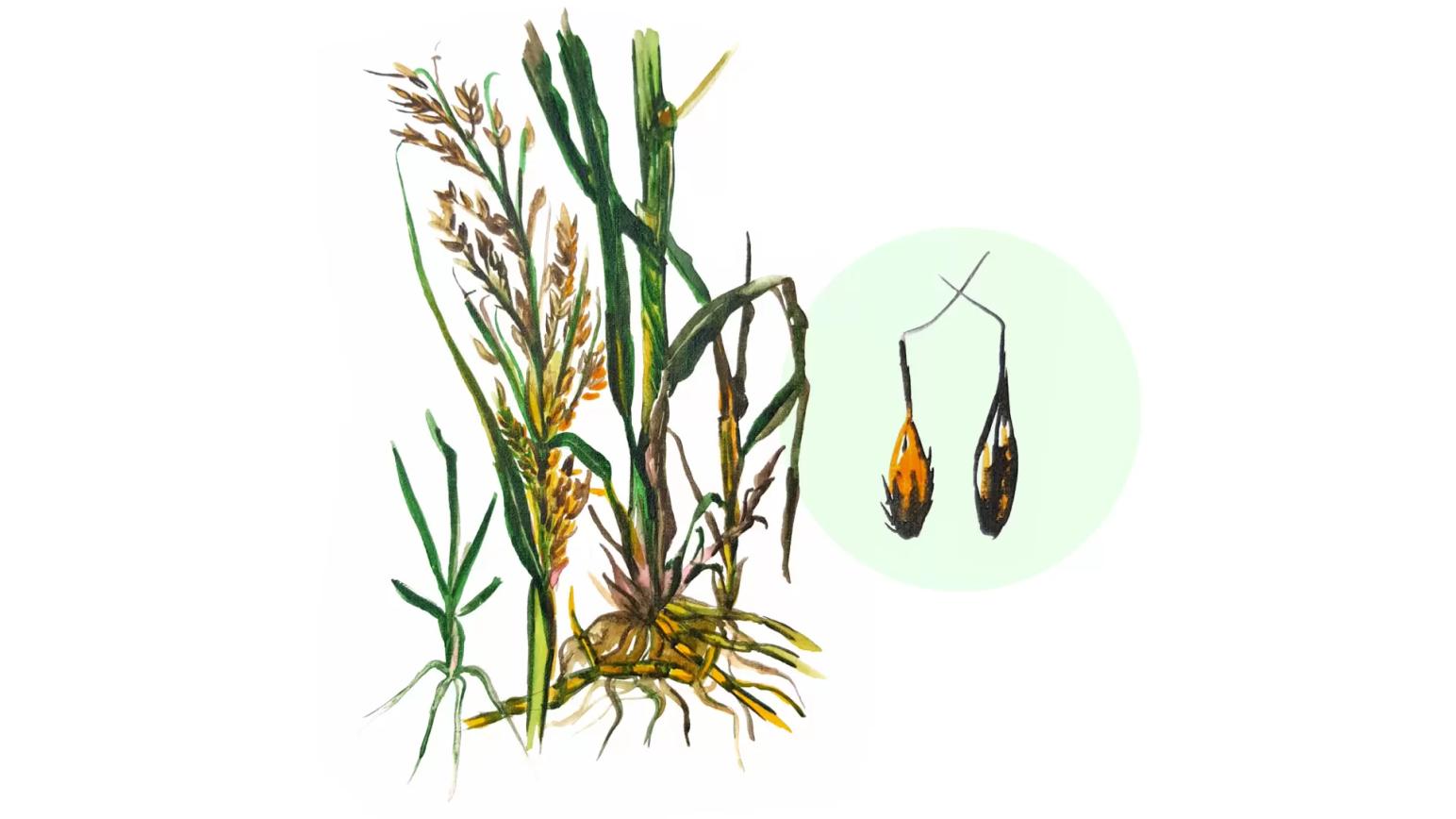 Сорго алеппское (Гумай)