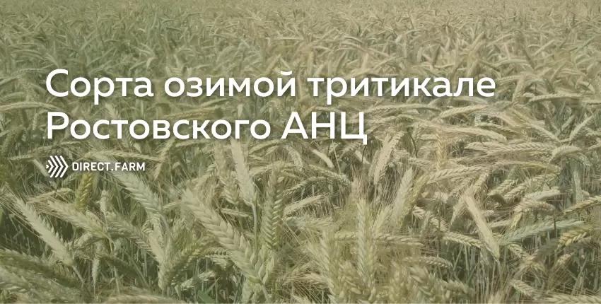 Сорта озимой тритикале Ростовского АНЦ