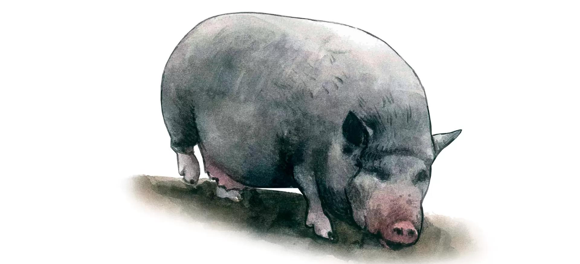 Туропольская порода свиней