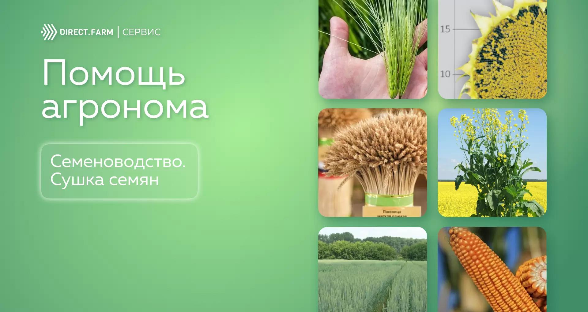 Ответы по семеноводству: Сушка семян