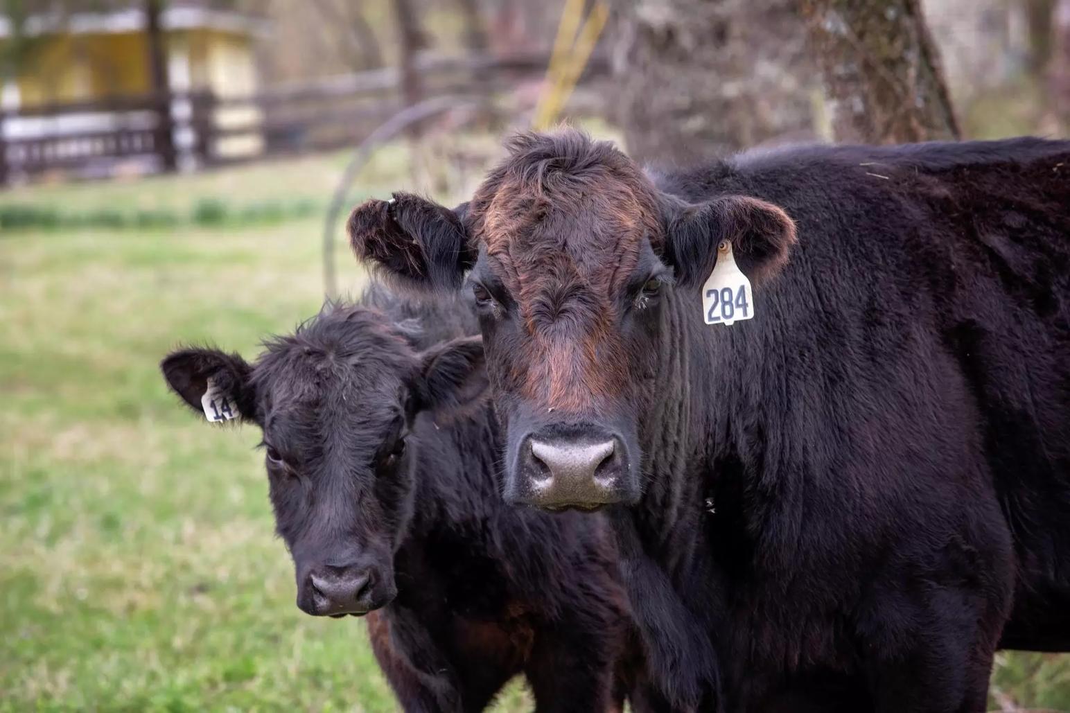 Почему молоко от коров отдают зверятам, а не ребятам?