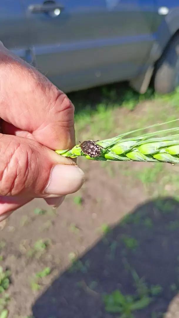 Что за зверь?