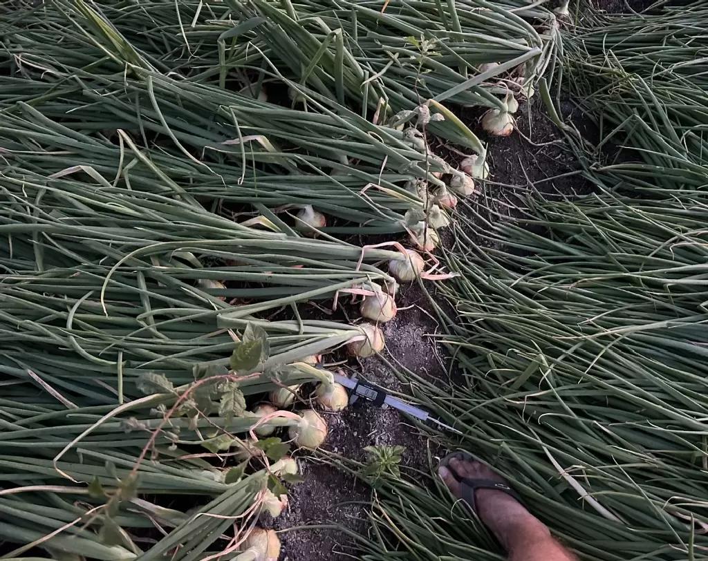 Фуролан как элиситор