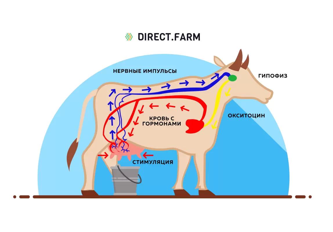 Для чего нужно проводить стимуляцию молокоотдачи?
