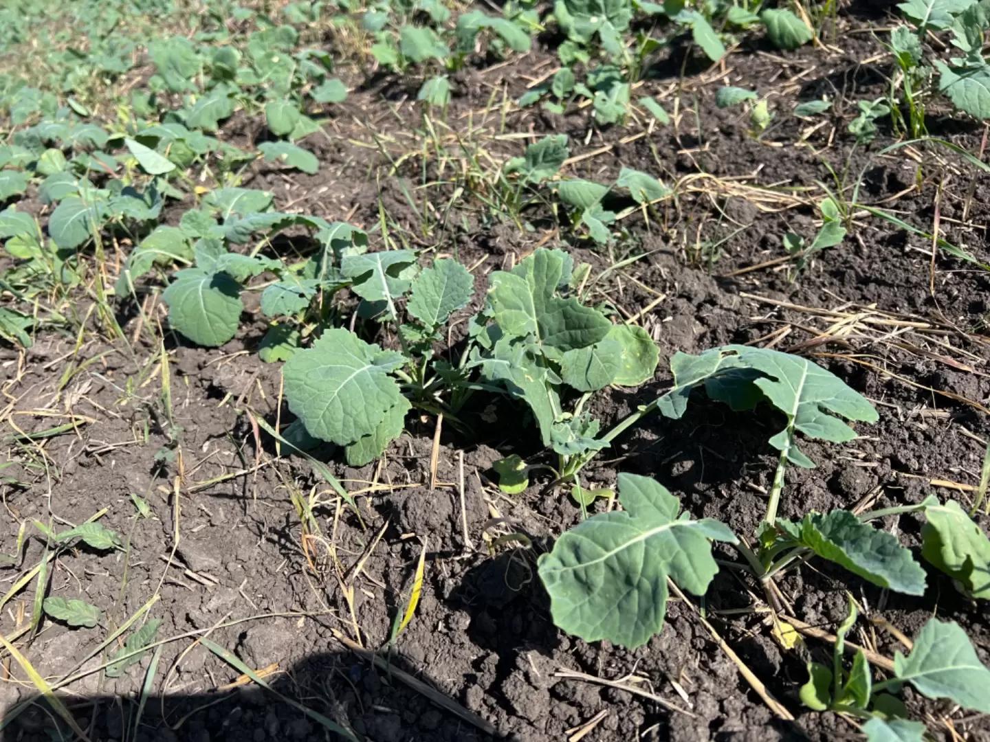 Сложность защиты озимого рапса !?