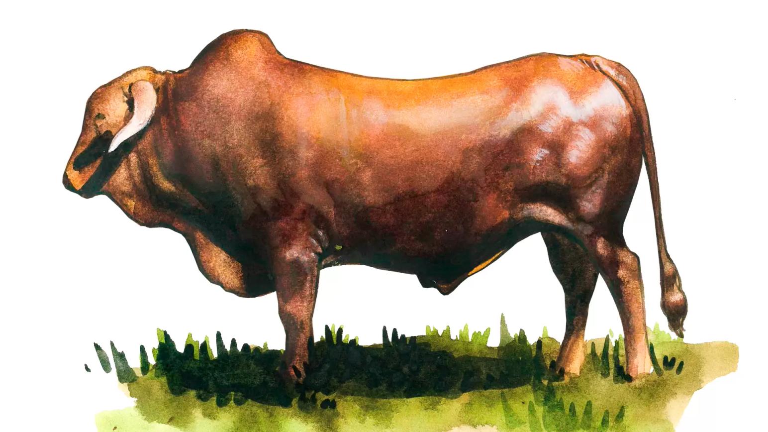 Африканер – порода коров