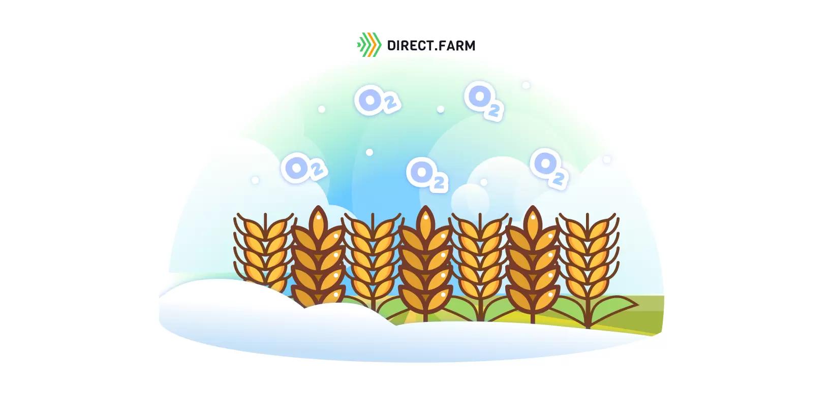 Как зависит качество перезимовки культур от величины снежного покрова?