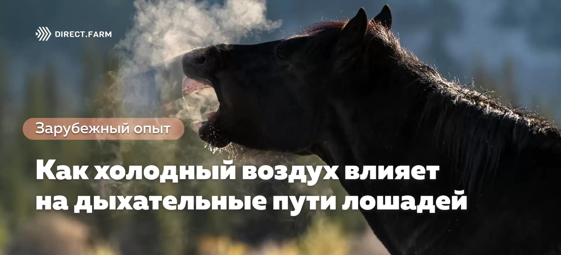 Как холодный воздух влияет на дыхательные пути лошадей