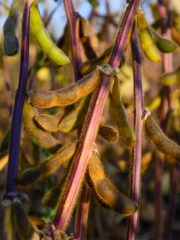 Соя ЭН Протон