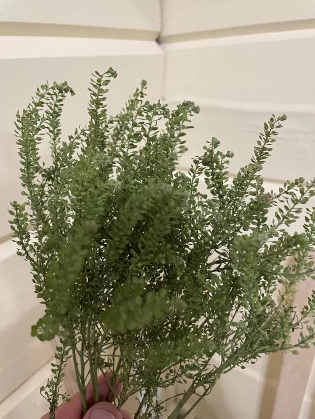 Это клоповник?