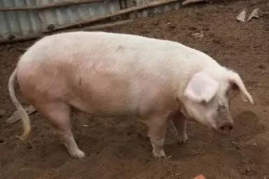 Каликинская порода свиней