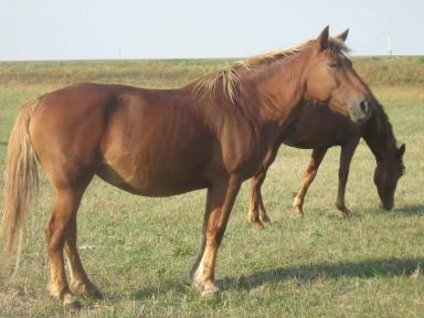 Калмыцкая порода лошадей
