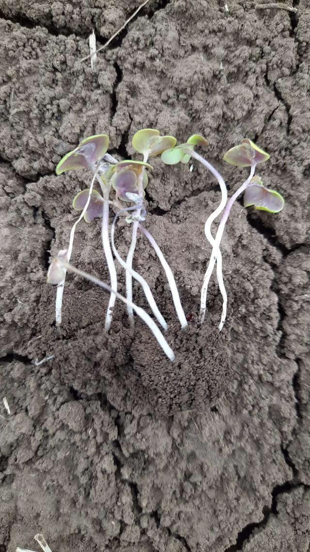 Здравствуйте. Что может быть с горчицей?