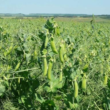 Семена Горох посевной Астронавт