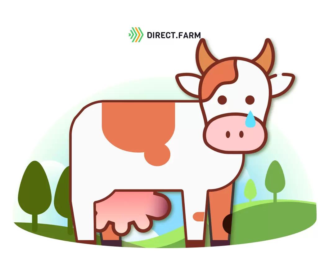 Новообразование на вымени у коровы: причины и лечение