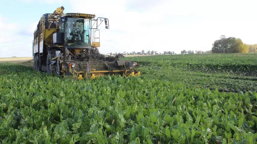 Золотая жила сельского хозяйства. Топ-5 высокоприбыльных культур