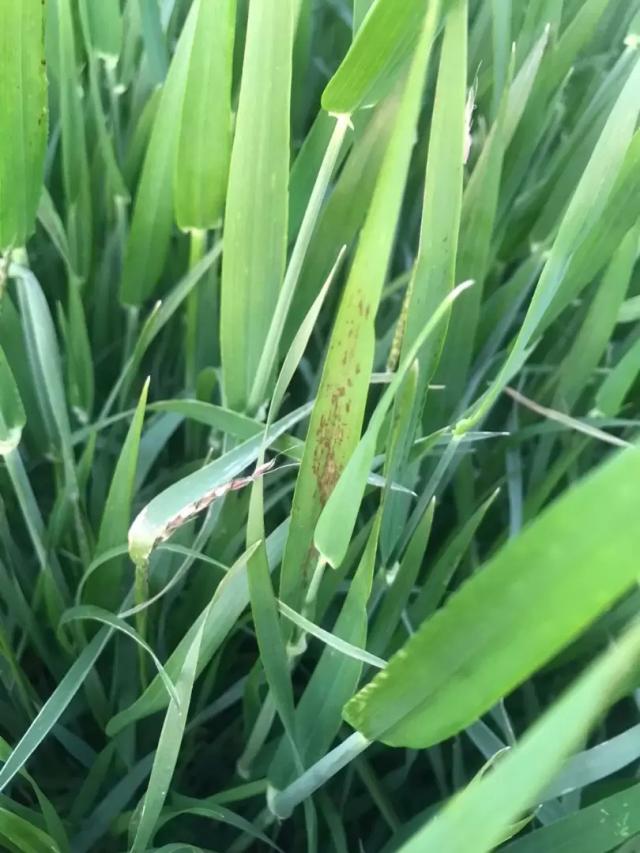 Вопросы из чатов: что за болезнь?