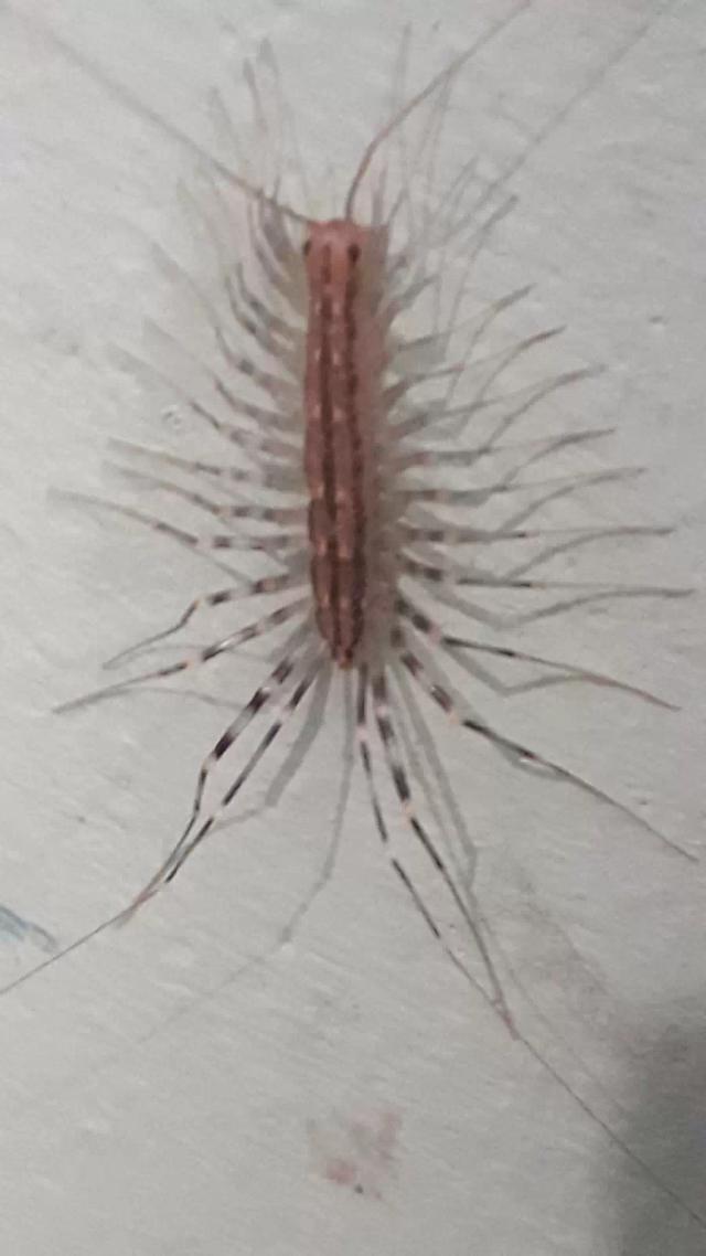 Что за живность