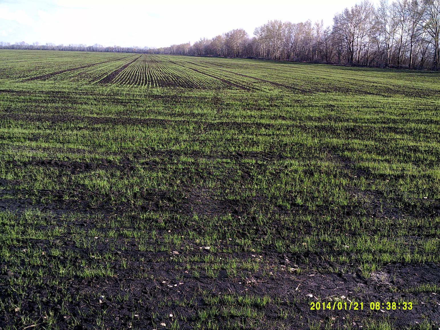 Подзимний посев миф или реальность.