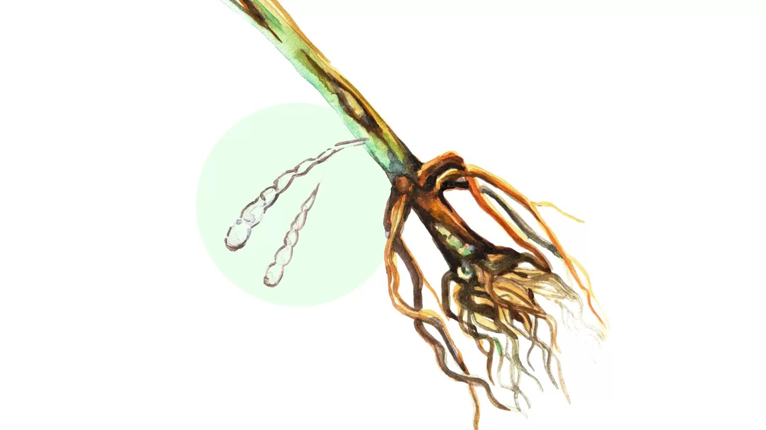 Церкоспореллёзная прикорневая гниль