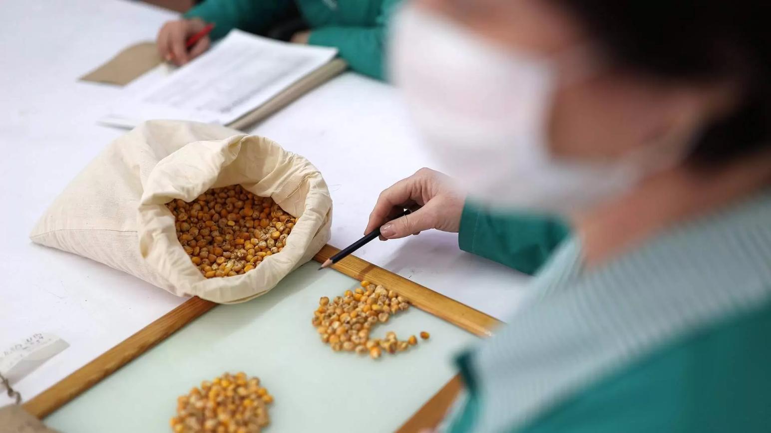 В приоритете квотирование импорта семян подсолнечника, кукурузы, сахарной свеклы