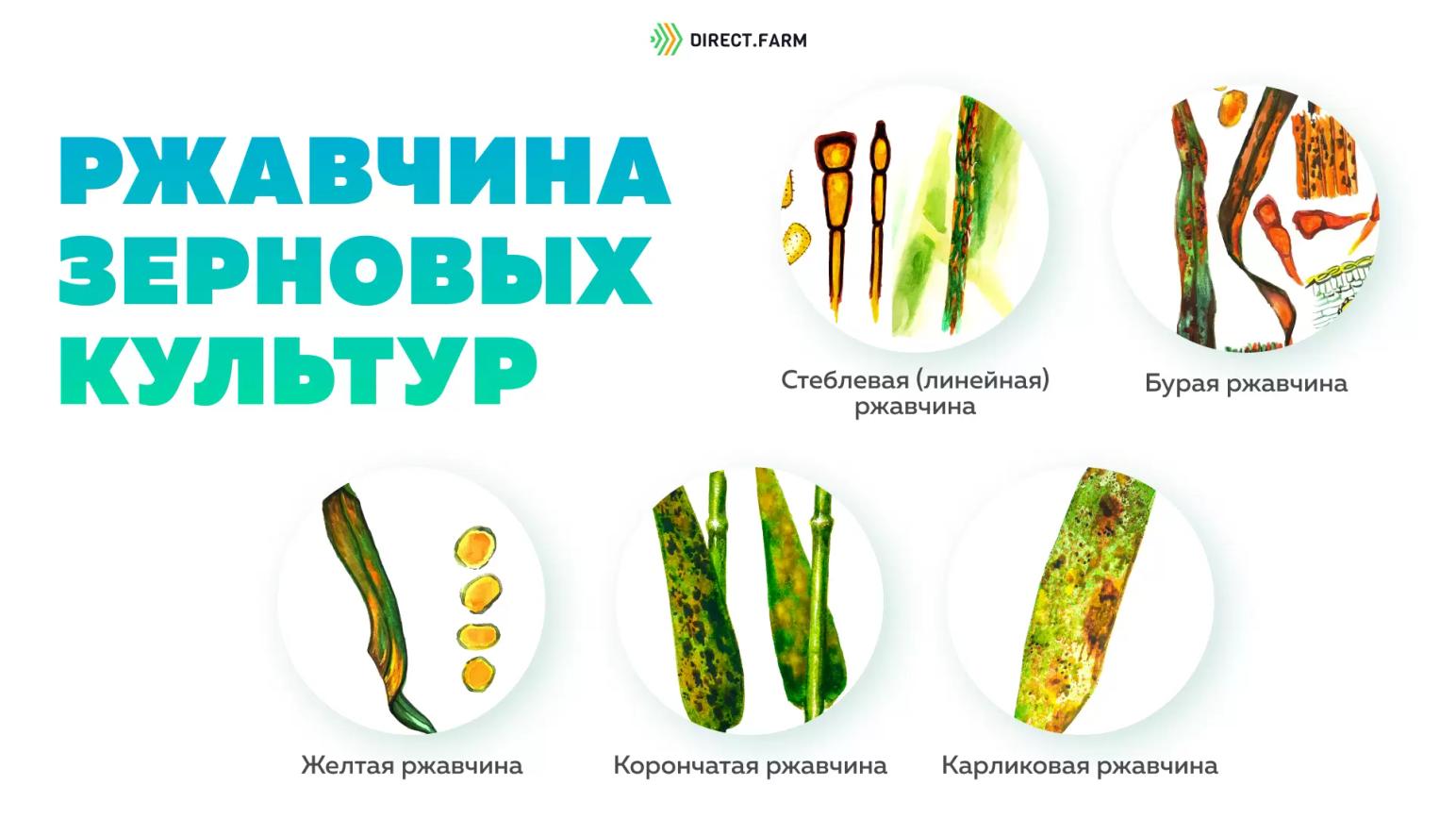 Ржавчина зерновых культур