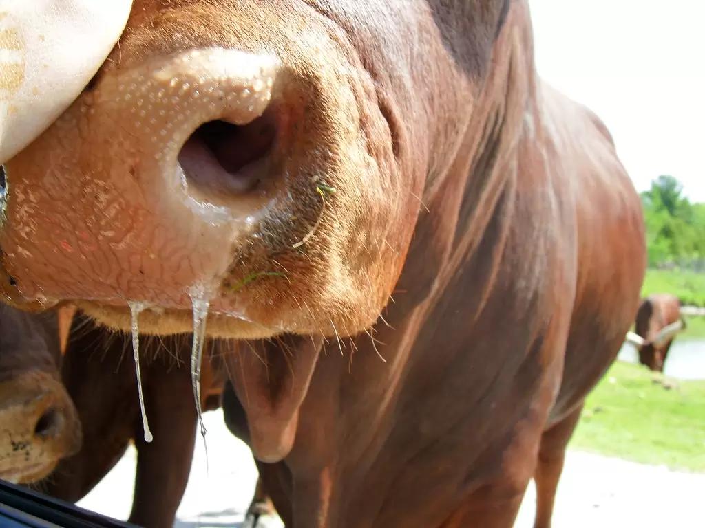 Вопросы из чатов: каковы симптомы отравления КРС формалином?