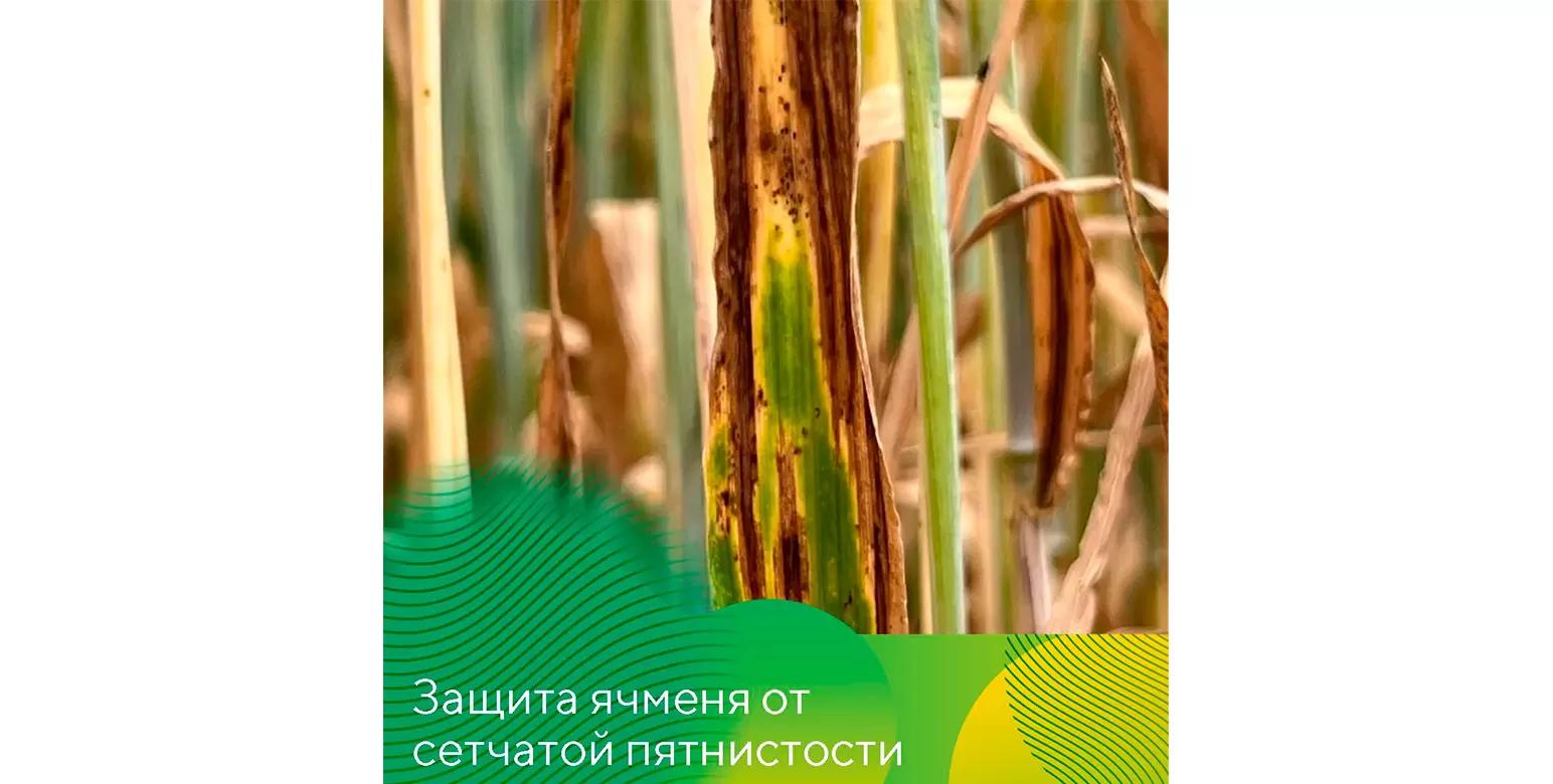 Ракурс® против сетчатой пятнистости ячменя