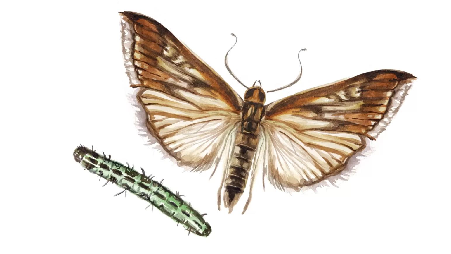 Угроза: луговой мотылёк