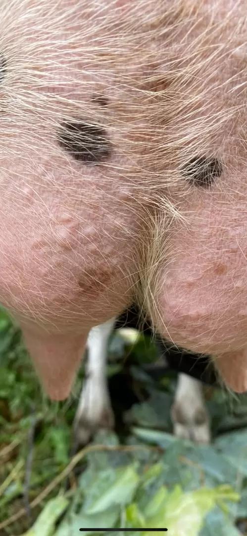 Вопросы из чатов: что на вымени у козы?