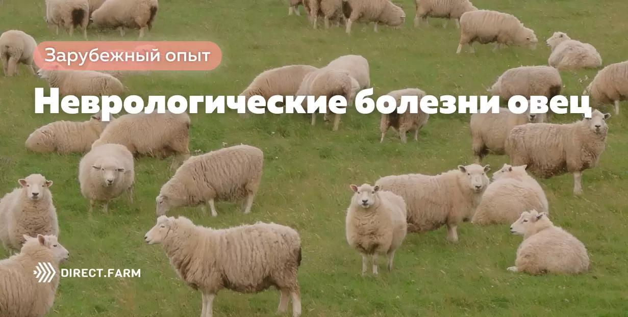 Болезни овец с неврологическими симптомами
