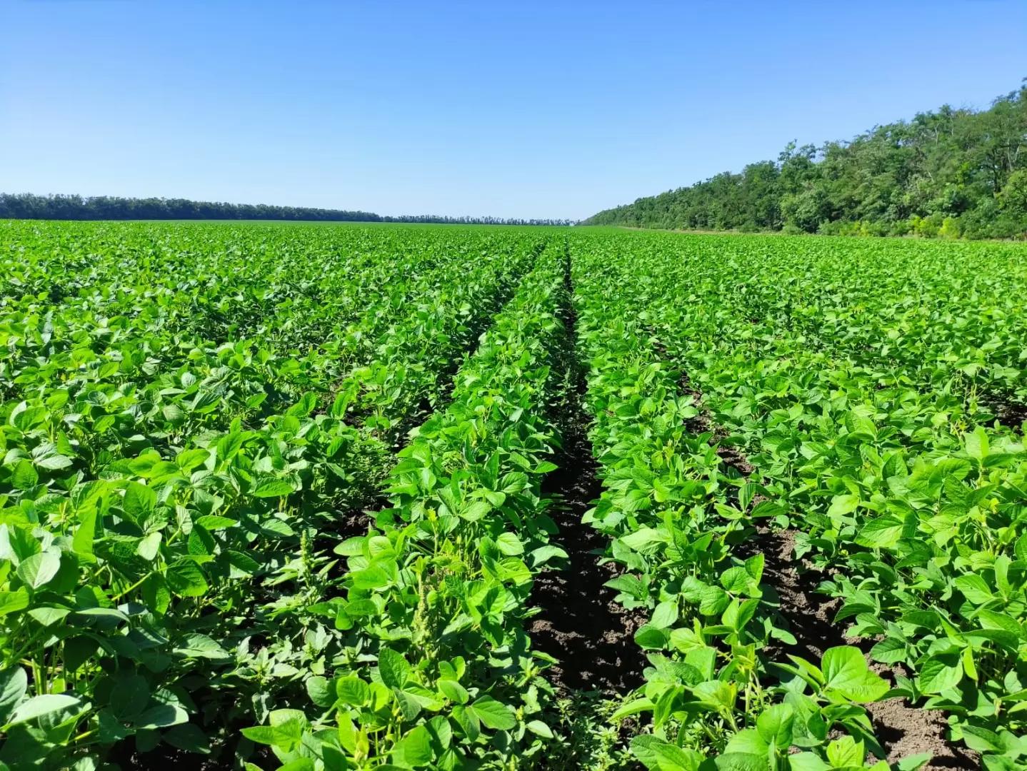 Эффективность обработки семян сои микробиологическим комплексом препаратов BIONA