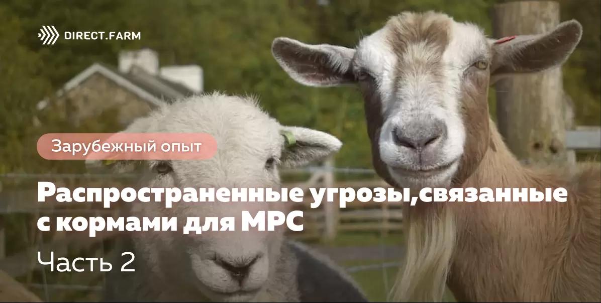 Распространенные угрозы, связанные с кормами для МРС. Часть 2