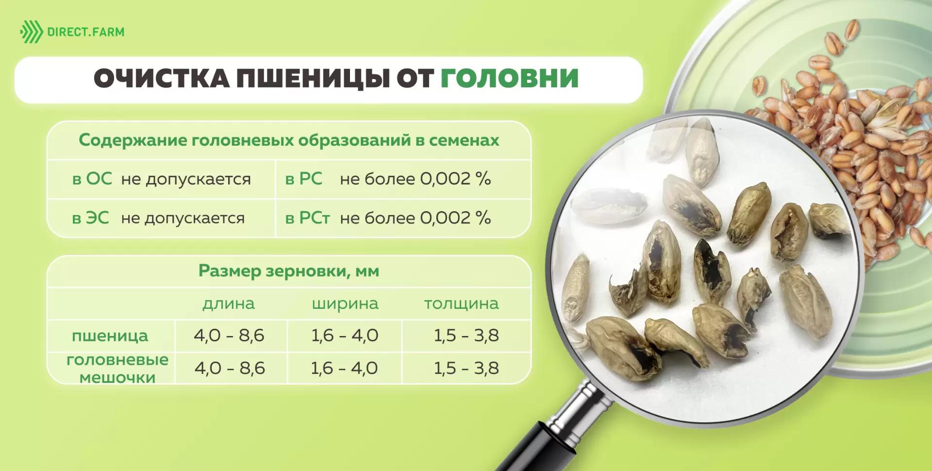Очистка пшеницы от головни