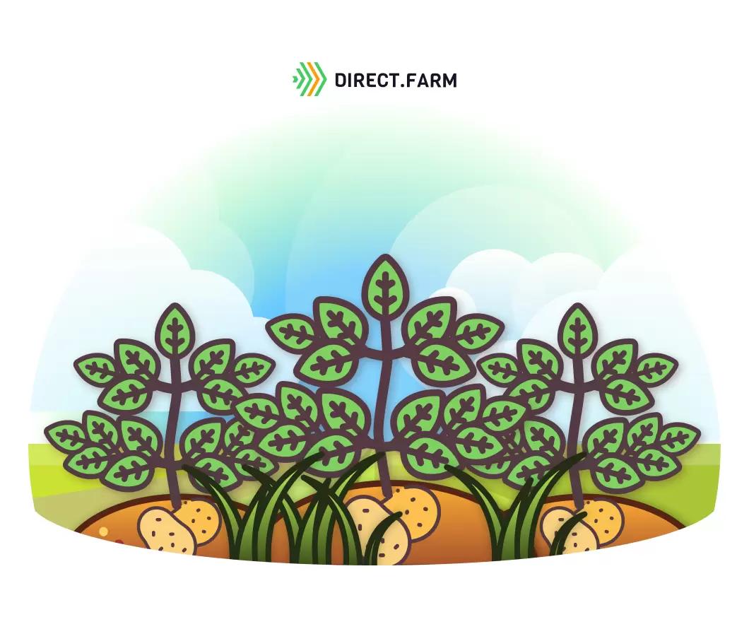 Как защитить картофель от сорняков?