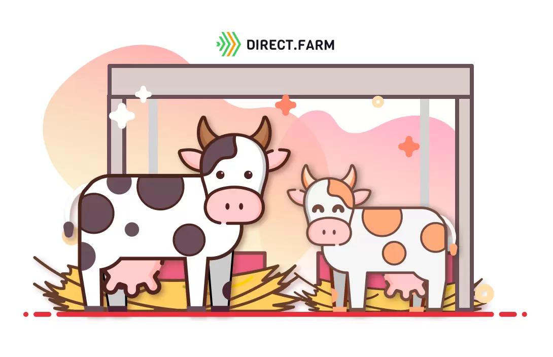 Реконструкция коровника для беспривязного содержания