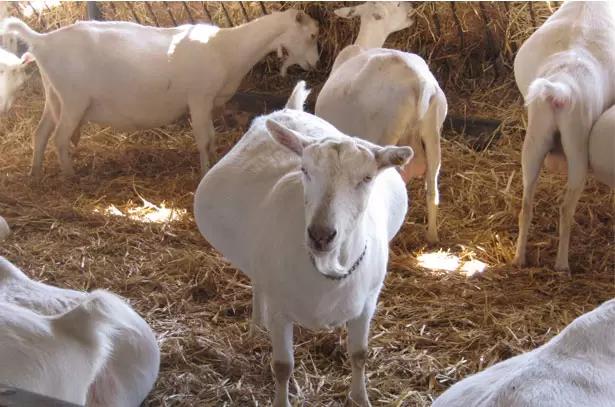 Вопросы из чатов: что делать, если сукозные козы кашляют?