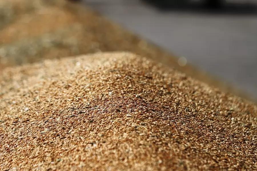 Запасы пшеницы и подсолнечника в РФ на 38% и 93% выше, чем в прошлом году