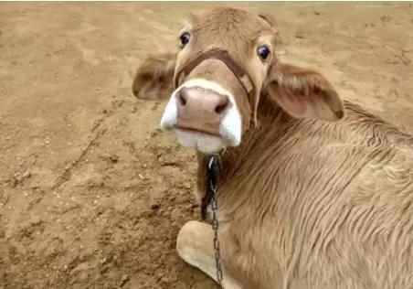 Гуманный убой скота. Реализуемо ли на всех уровнях? Часть 1.