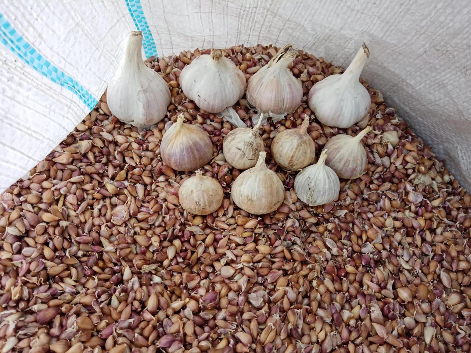 А вы обновляете свой чеснок?