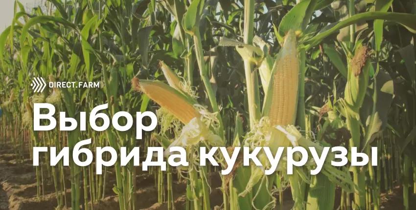 Алгоритм выбора гибрида кукурузы